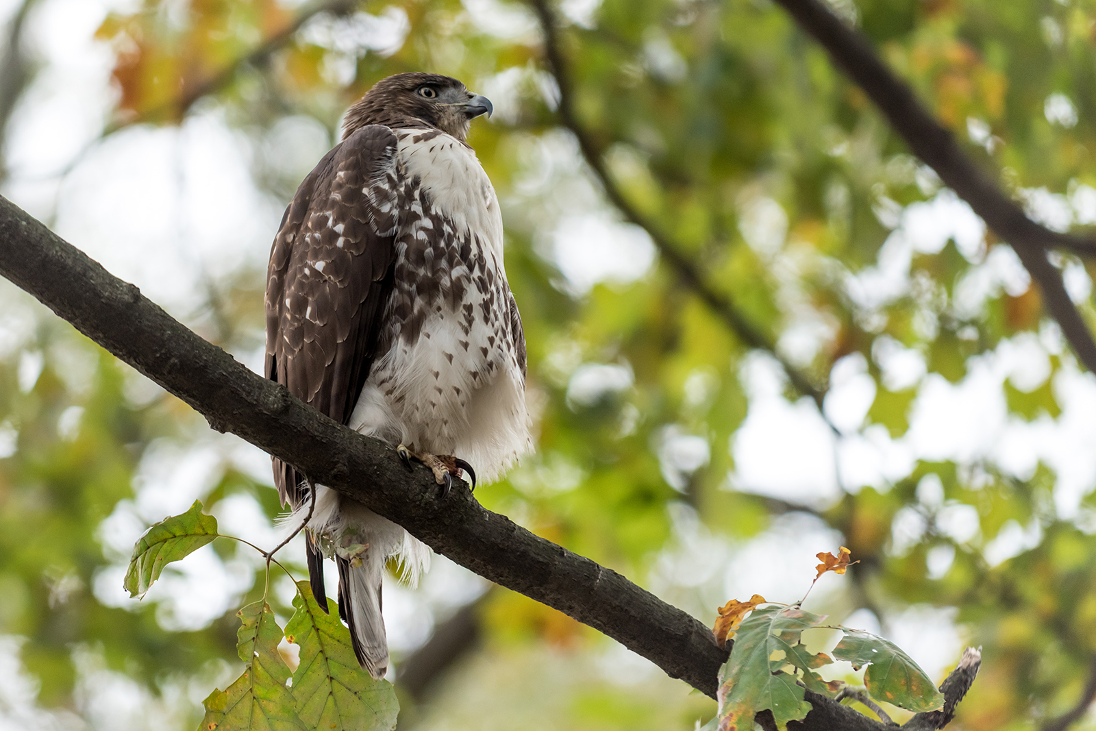 A hawk near the Andrew Carnegie Building