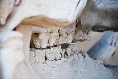 Zebra skull at a wildlife education center in eastern Africa. In places or times with less precipitation, mammal communities overall will have more robust, rugged, resistant teeth. (Photo: Jess Hunt-Ralston)